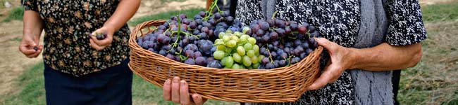 vyroba-vina