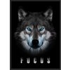 Focus vlk s