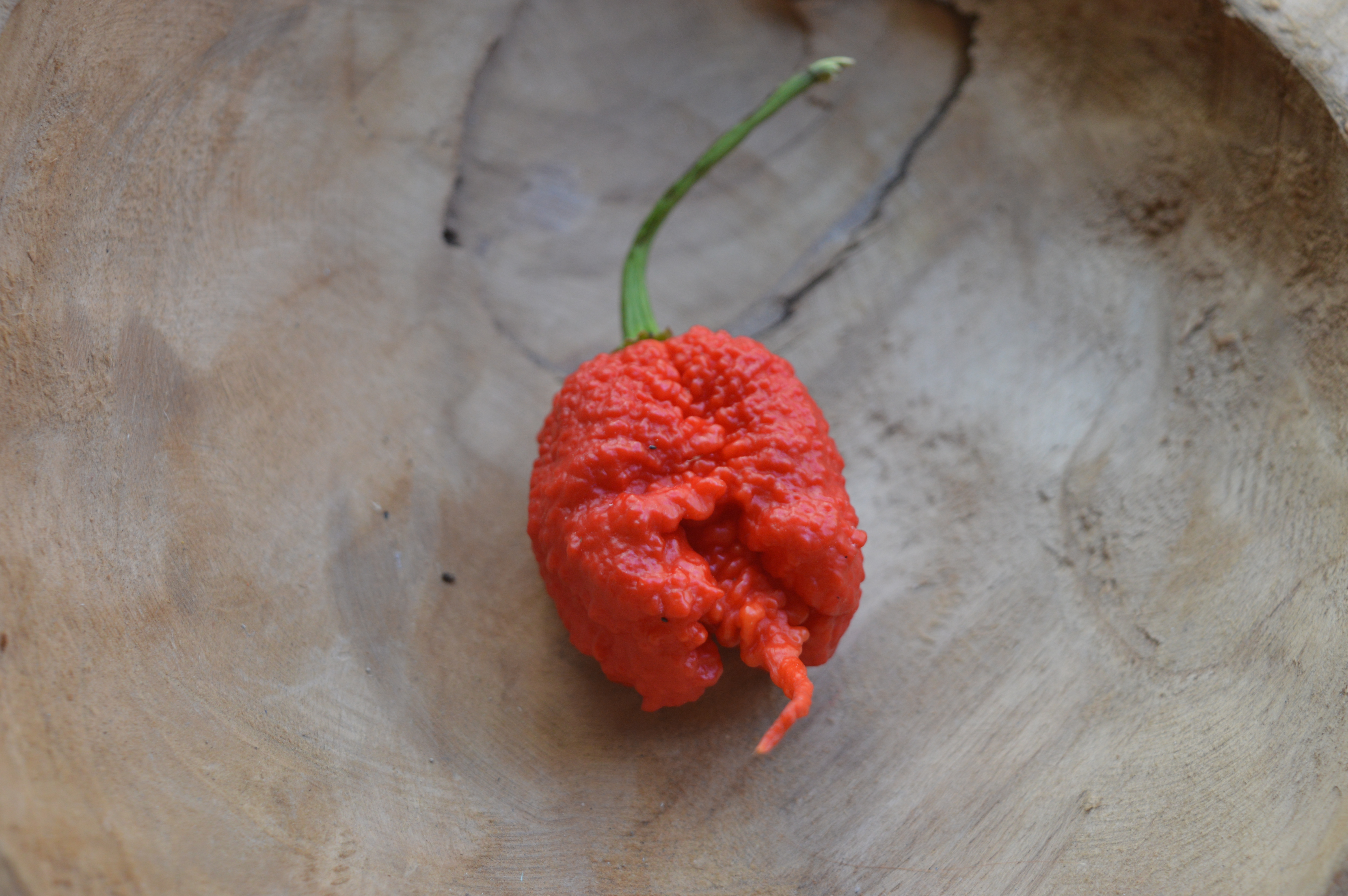 Osázení chilli foliovníků v sezoně 2022