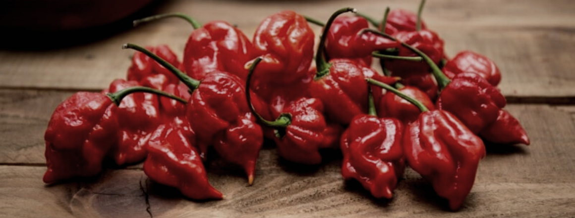 Paprička Trinidad Moruga Scorpion