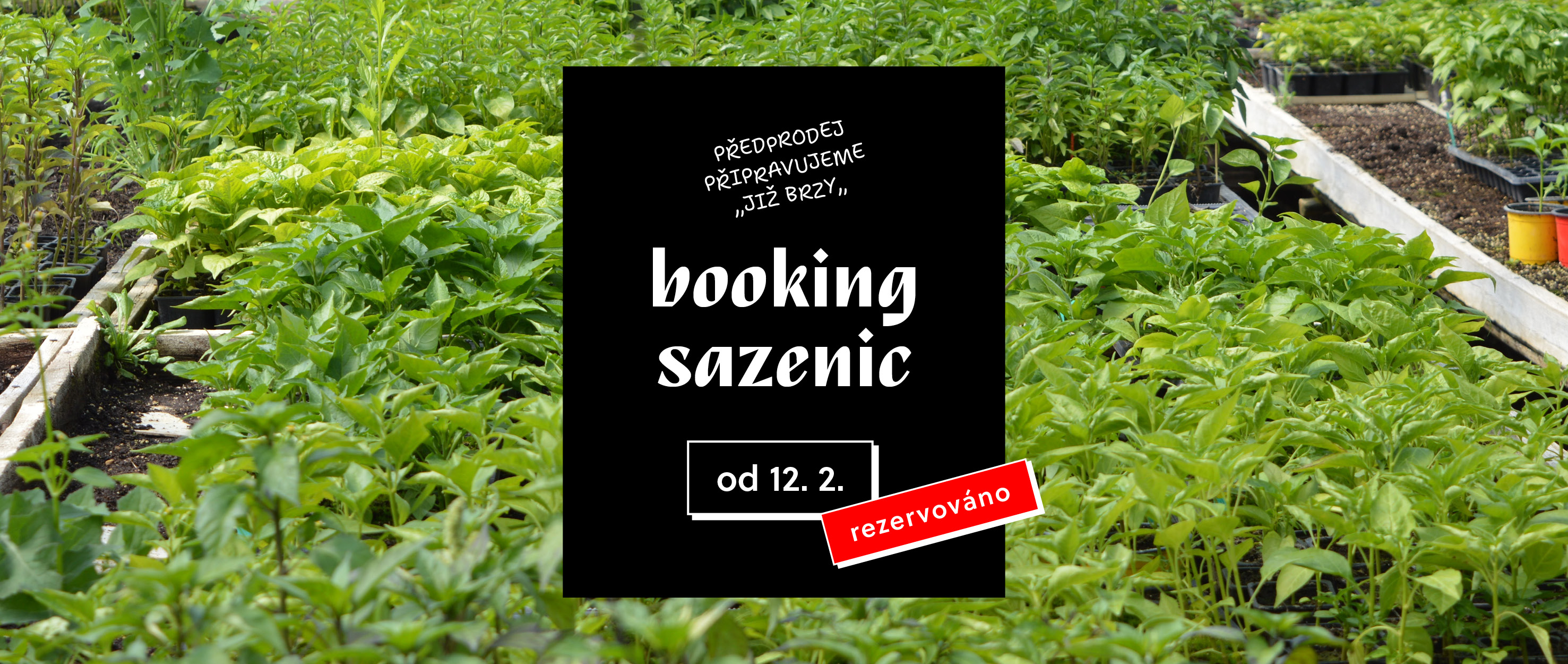 Od 12.2. připravujeme předprodej sazenic.