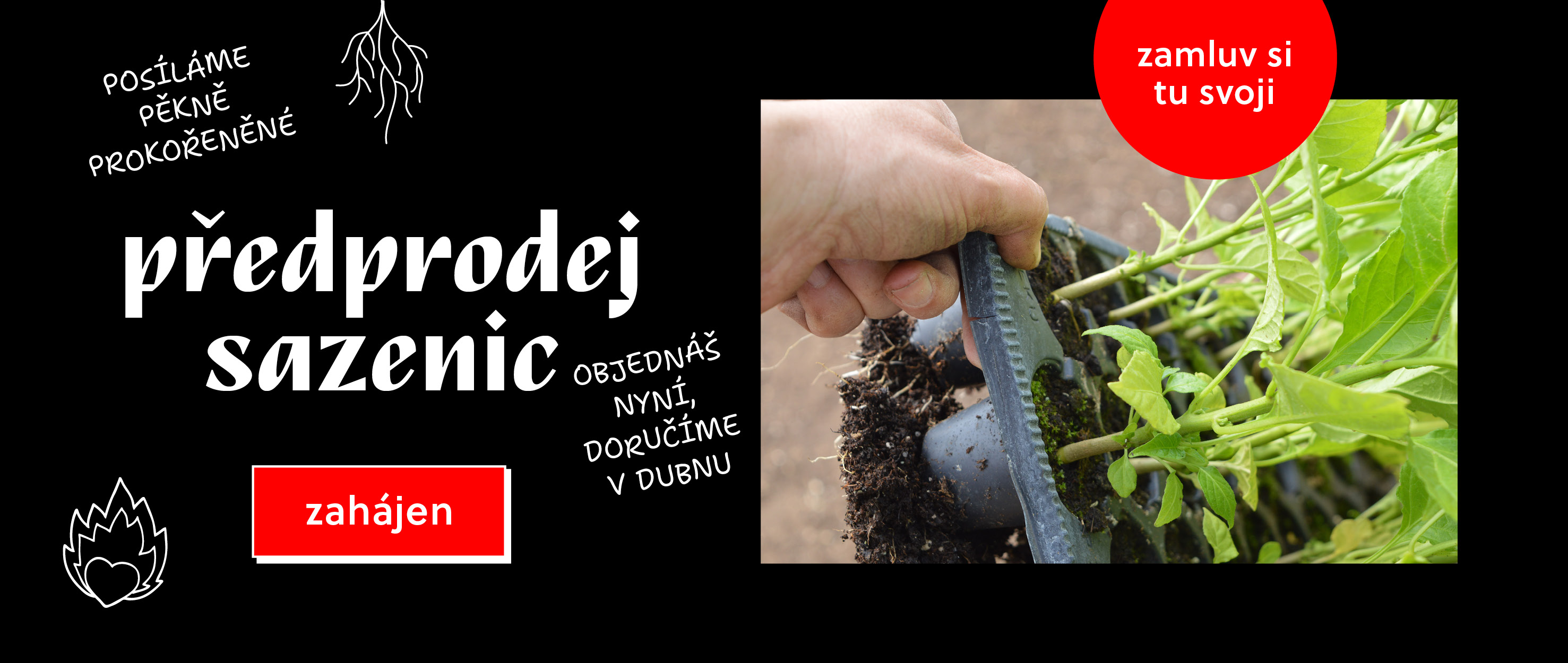 Předprodej sazenic začal