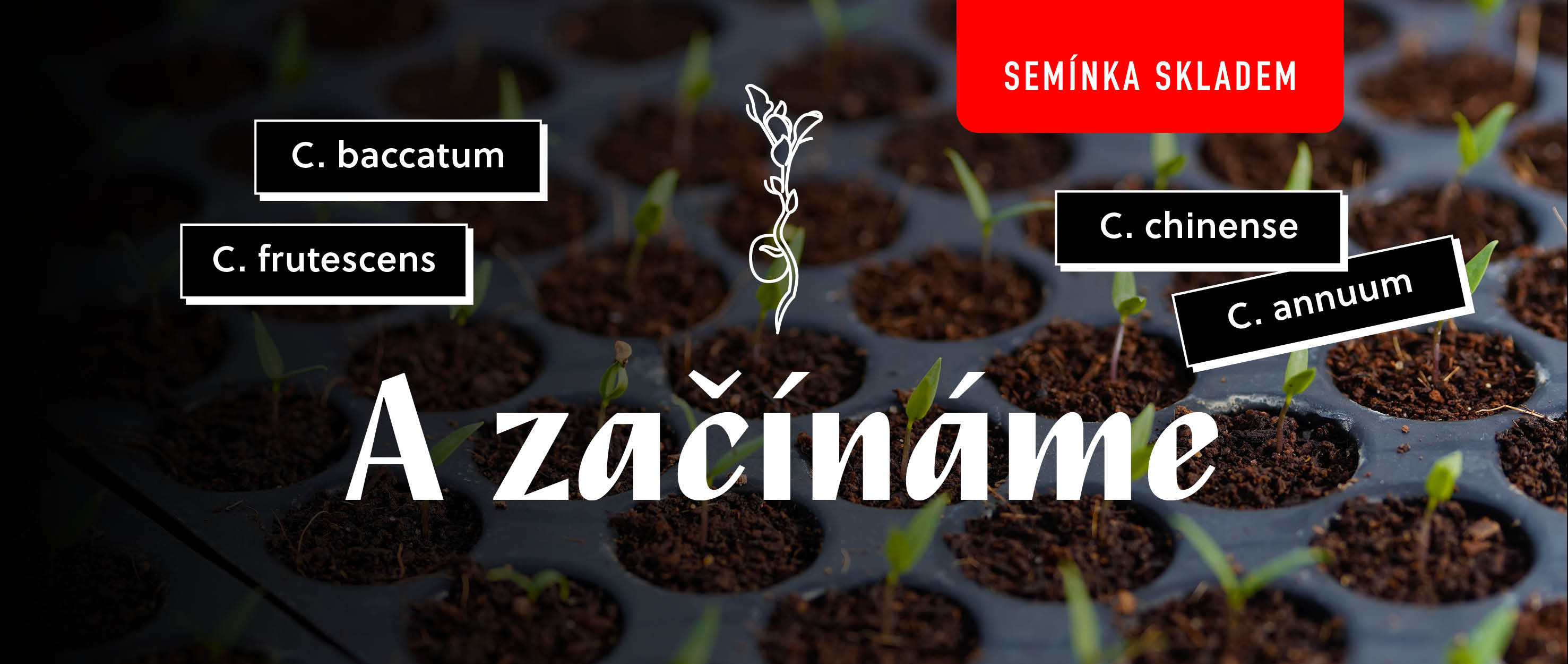 Začínáme s výsevem semínek chilli