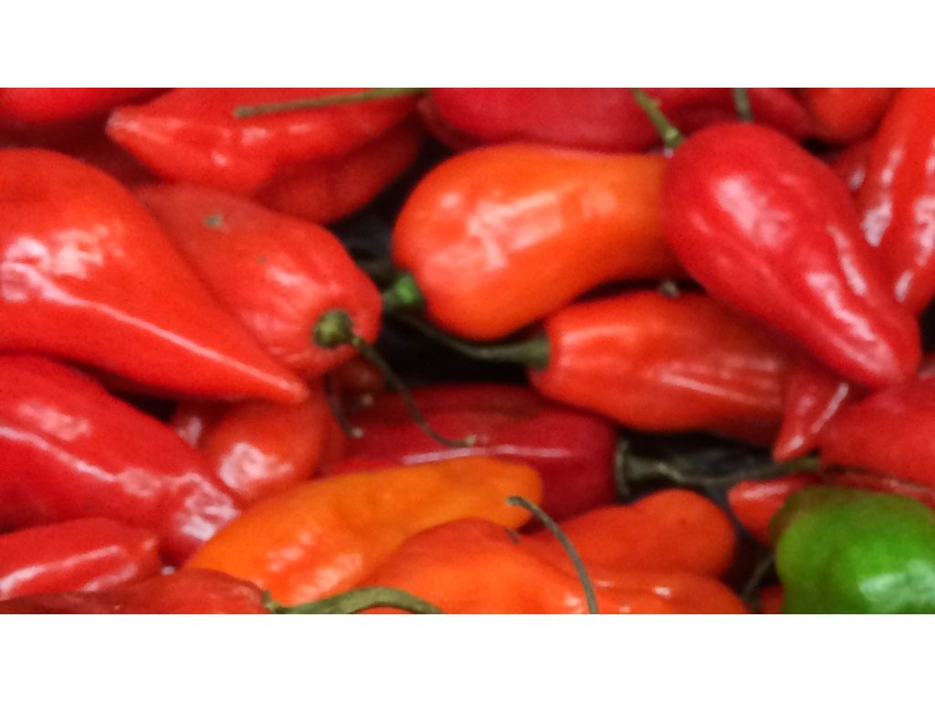 chilli_papricka_aji_benito_world_of_chilli
