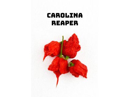 plody carolina reaper