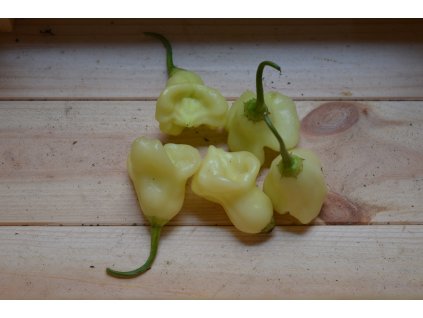 Aji White Fantasy 50g