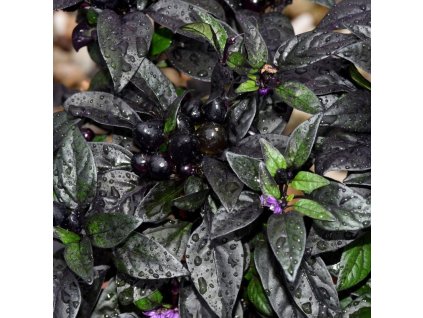 black pearl
