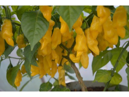 fatalii yellow