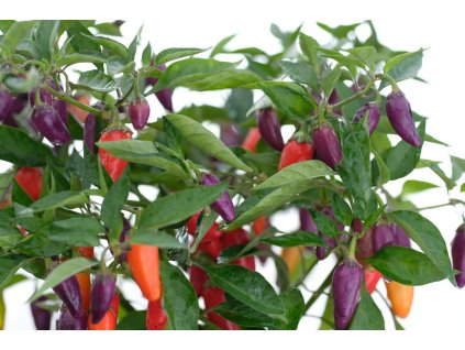 Jalapeno  Multicolor sazenice chilli papriček