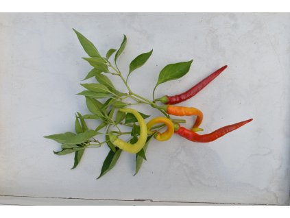 thunder mountain longhorn