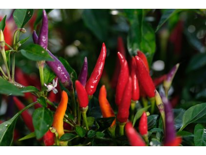 Sangria Ornamental sazenice chilli papriček