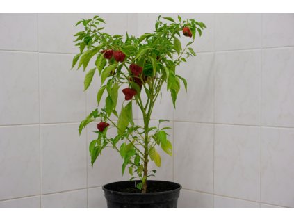 Jamaycan Red  sazenice chilli papriček