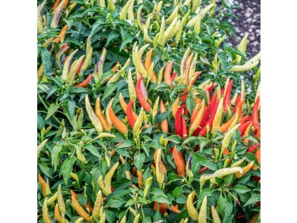 basket of fire