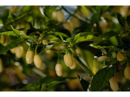 habanero_white