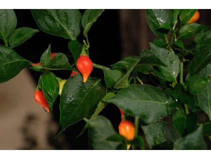 Chupetinho Red sazenice chilli papriček