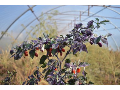 variegata (2).NEF