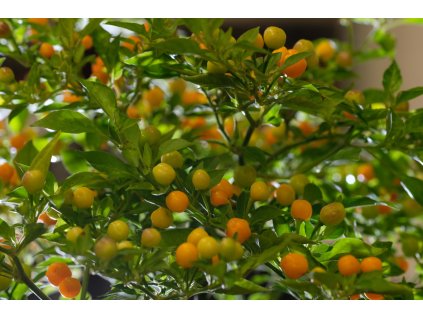 Aji Charapita chilli rostliny vzrostlé