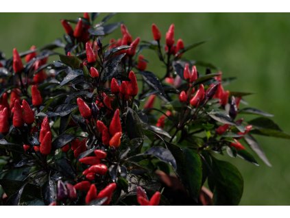Zimbabwe Black chilli rostliny vzrostlé