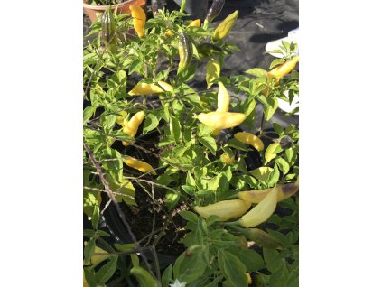 aji mango