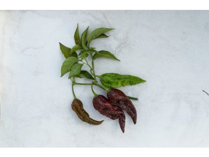 bhutt jolokia chocolate (1)