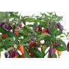 Jalapeno  Multicolor sazenice chilli papriček