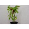Jamaycan Red  sazenice chilli papriček