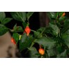 Chupetinho Red sazenice chilli papriček