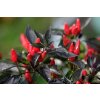 Zimbabwe Black sazenice chilli papriček