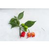 Carolina Reaper