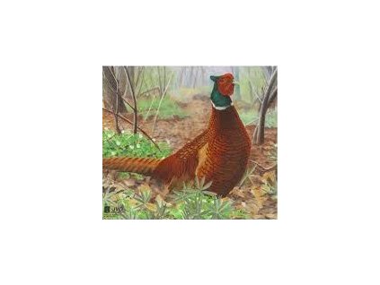 JVD-papirovy-terč-bažant-tarcza-papierowa-bażant-paper-target-Pheasant