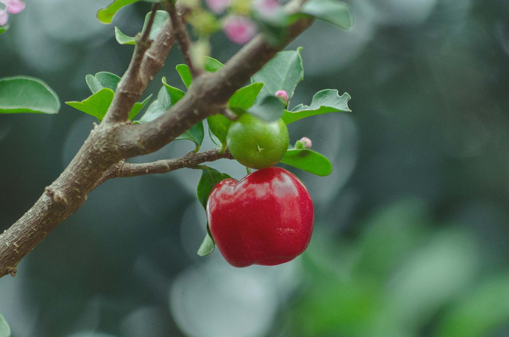 Acerola, nejbohatší přírodní zdroj vitamínu C