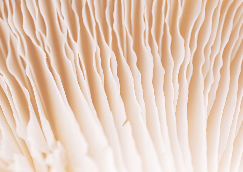 Adaptogenní houby: Klíč k celkovému zdraví a vitalitě