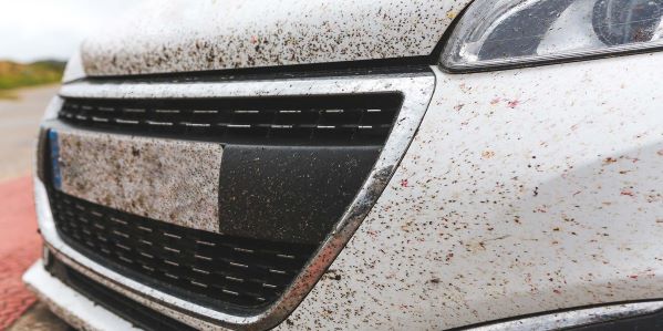 Ako účinne odstrániť hmyz z auta