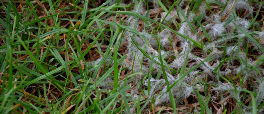 Nejčastější choroby trávníku a jak se jich zbavit