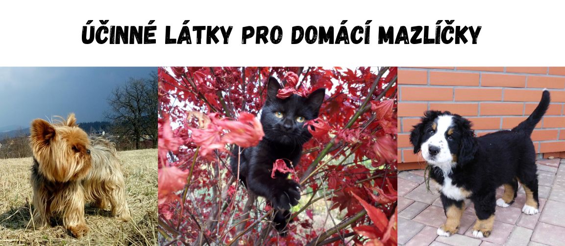 DOMÁCÍ MAZLÍČCI