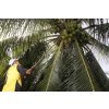 palawan island coco farm 4