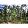 palawan island coco farm 7