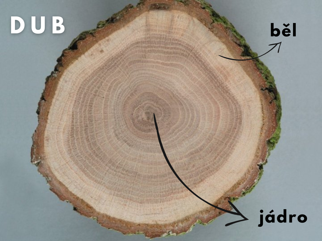 Vzhled bělu a jádra při příčném řezu dubem