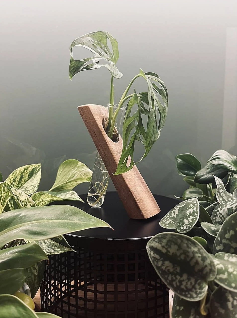 Zakoreňovanie rastlín doma: rituál trpezlivosti, ktorý vám zmení pohľad na pestovanie