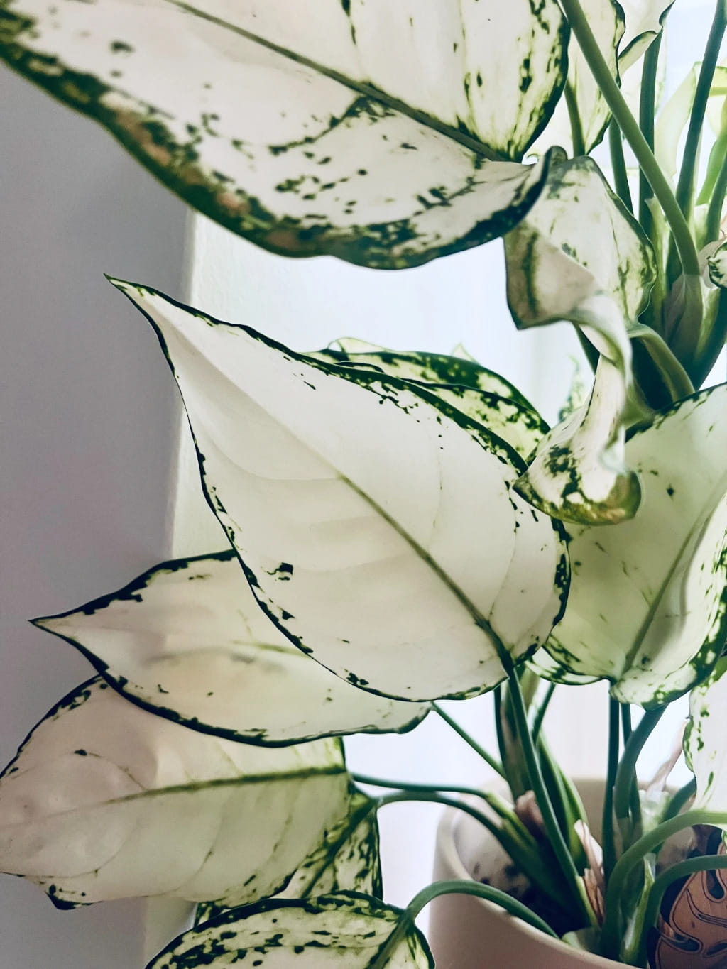 Aglaonema White Joy – pestovanie, starostlivosť a dôvody, prečo patrí medzi moje najobľúbenejšie izbové rastliny