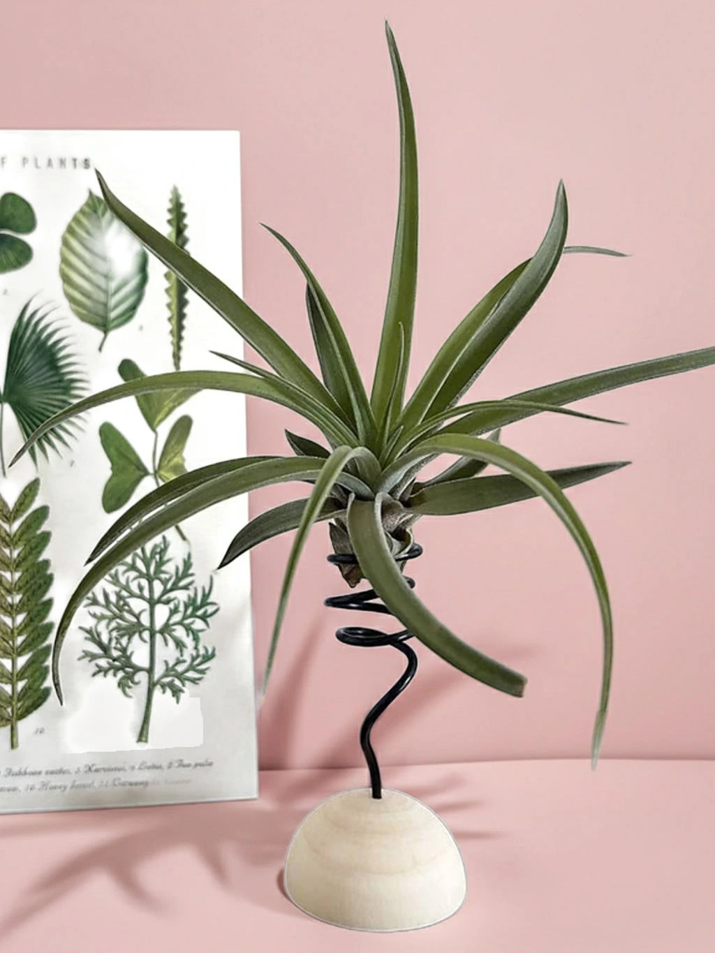 Tillandsias for Beginners – 10 Reasons Why You'll Fall in Love with Them