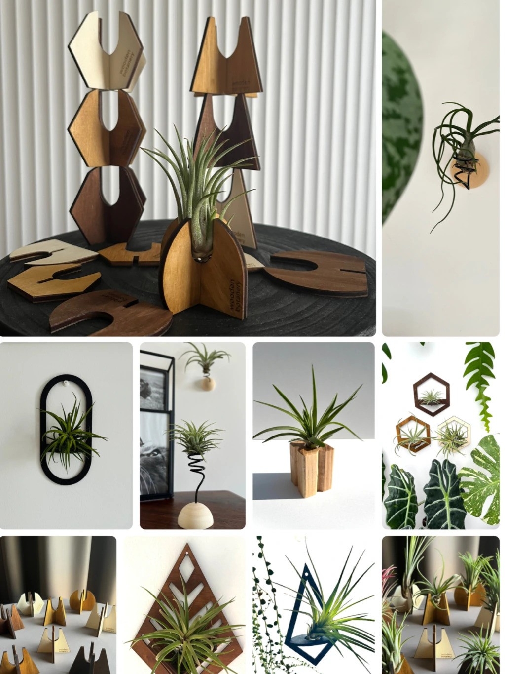 Do čeho vystavit tilandsie? 10 kreativních nápadů na dekorace