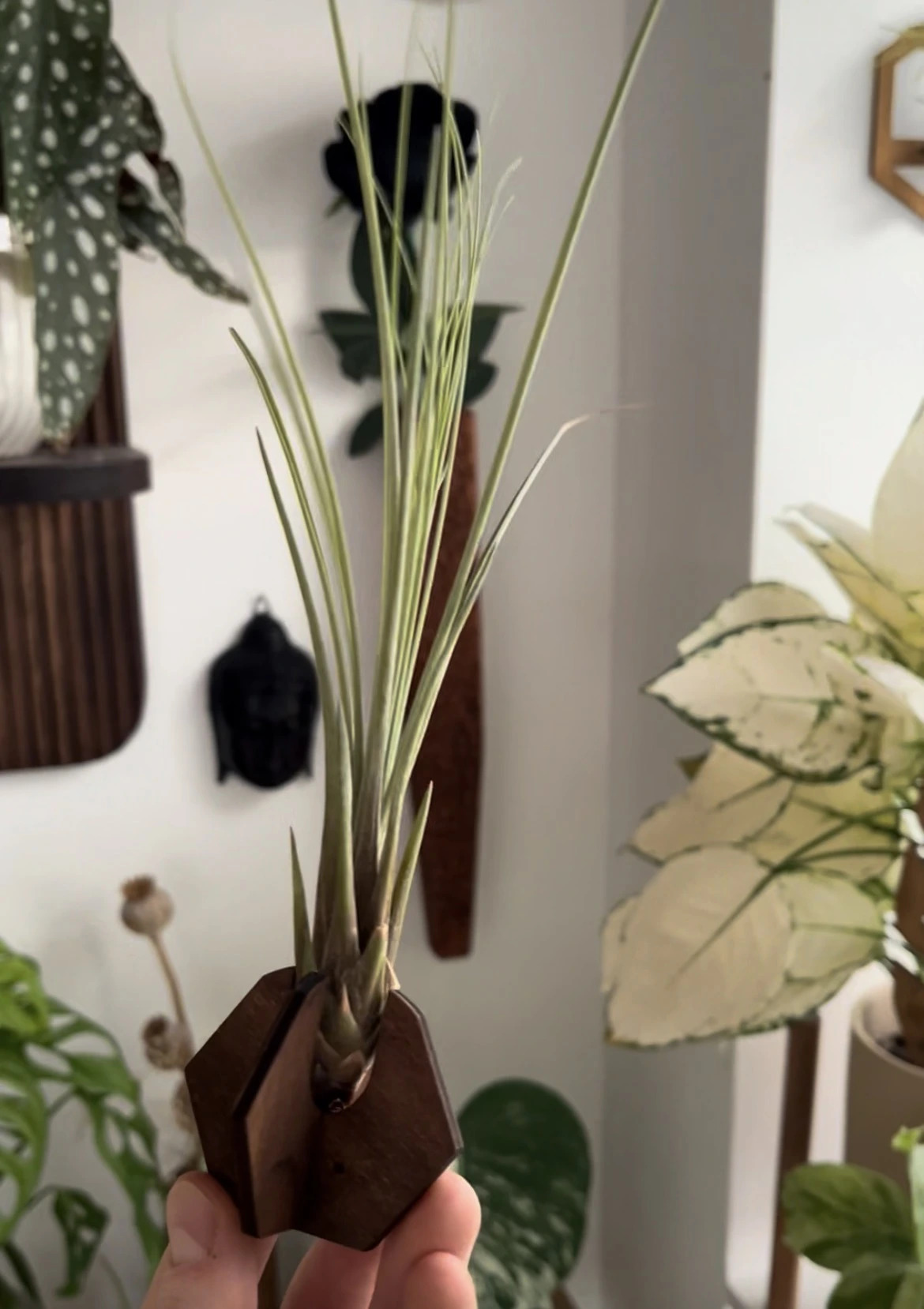 Most frequently asked questions about air plants (FAQ)