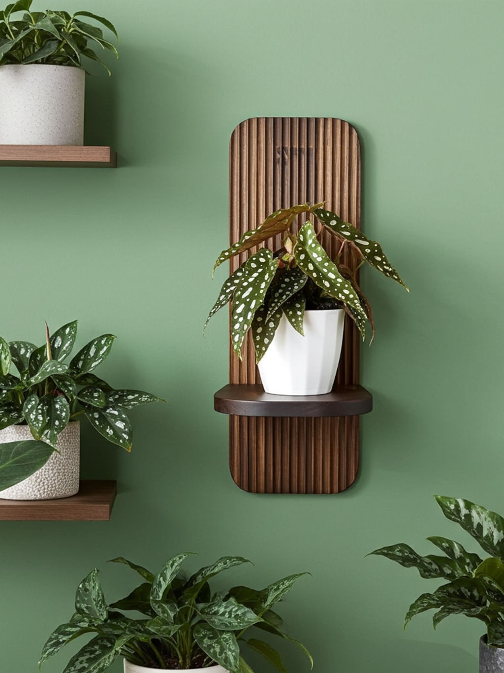 Ako štýlovo vystaviť rastliny – tipy a triky s kolekciou WoodenBotanery