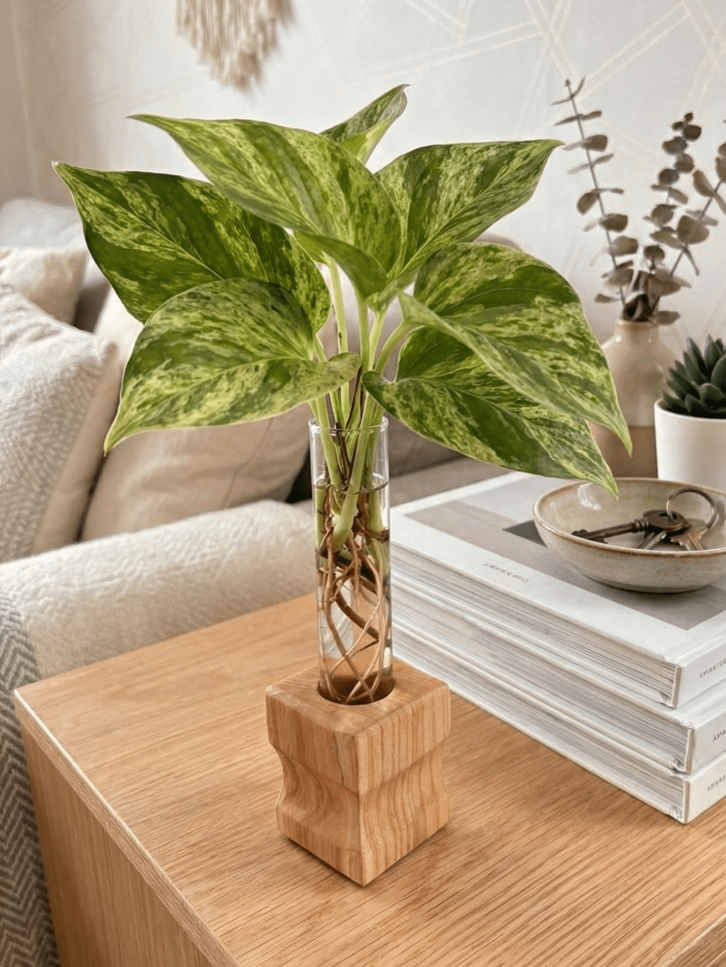 Nový rok, nový rast: Ako pripraviť svoju domácu džungľu na rok 2026