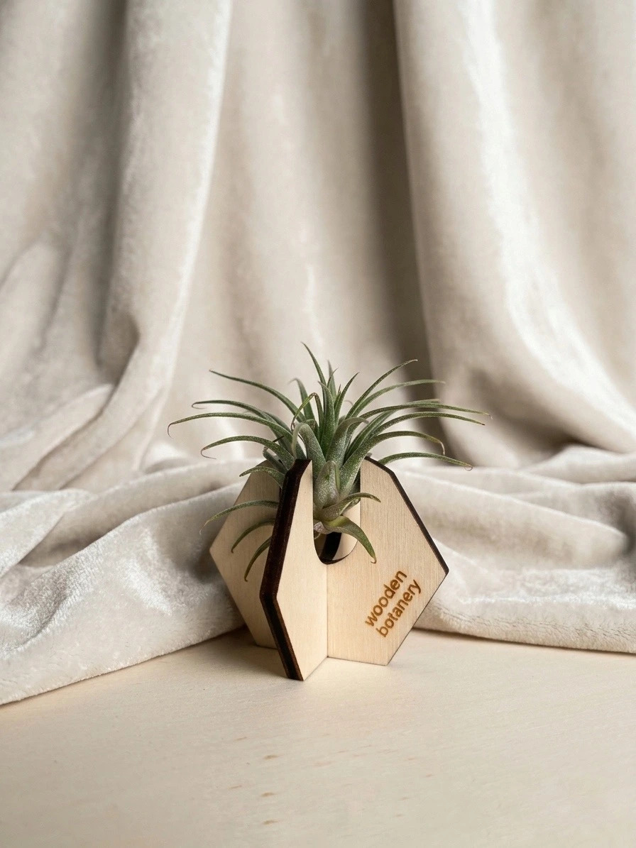 Where to place air plants? Ideal spots for home and office