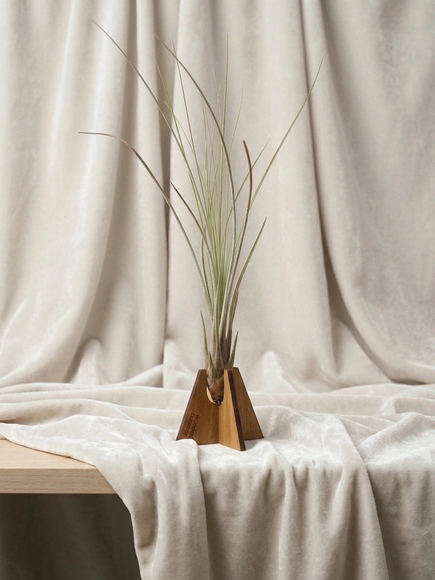 Why air plants are perfect for modern interiors