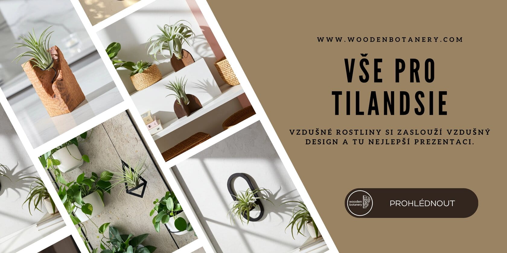 Dřevěný držák na tillandsii v moderním interiéru – WoodenBotanery