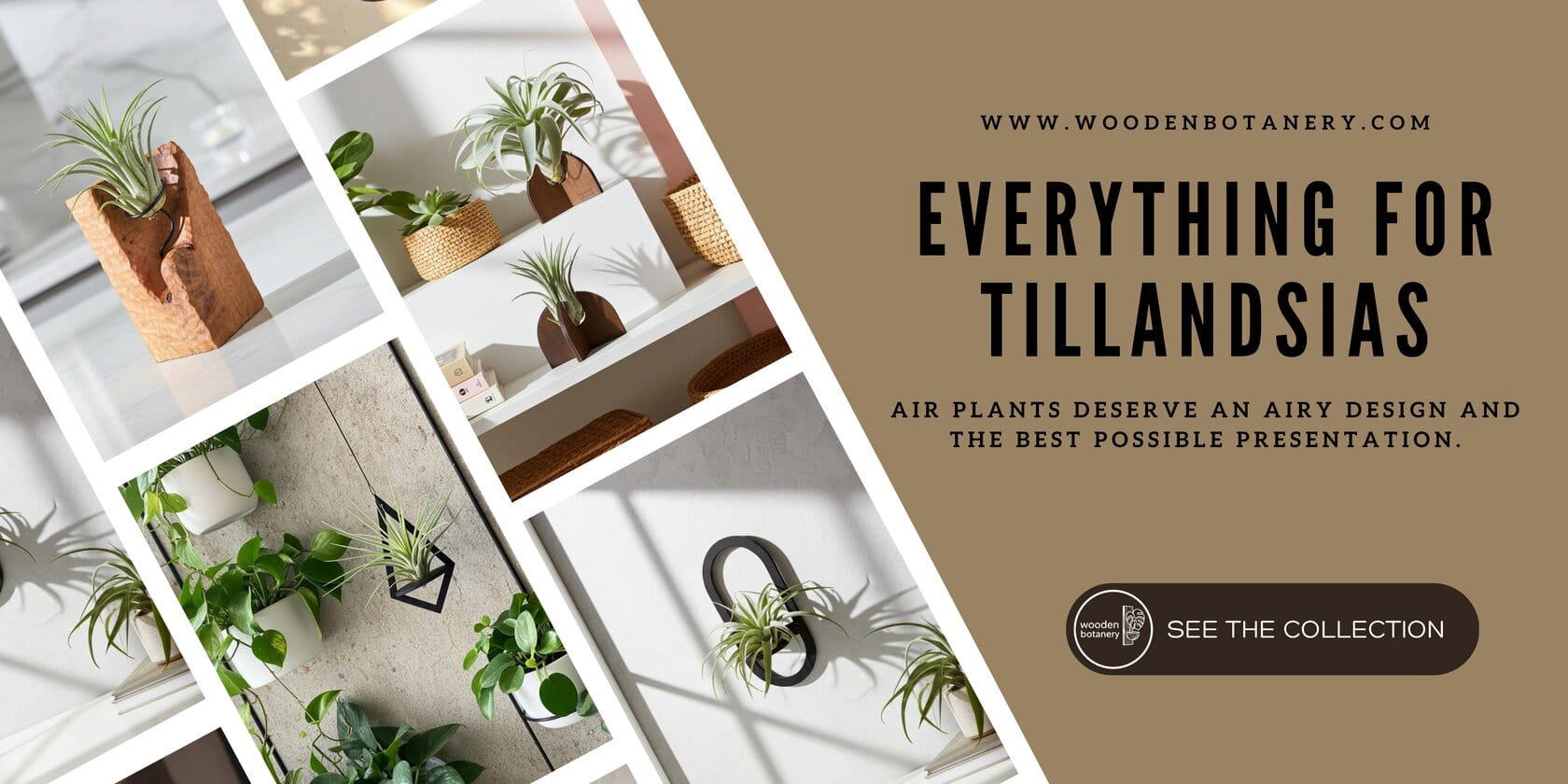 Wooden holder for tillandsia in a modern interior – WoodenBotanery