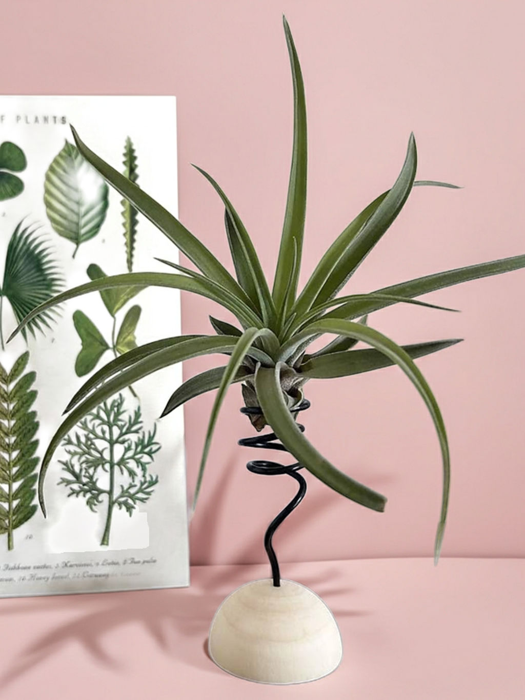 Tilandsia-držiak-UNI..._imresizer